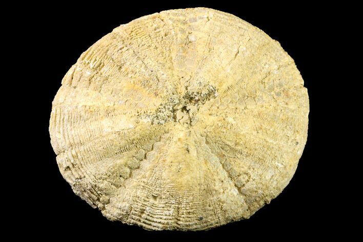 Miocene Sand Dollar (Astrodapsis) Fossil - California #156394